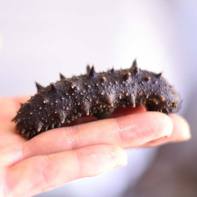 자연산 해삼 자숙해삼 100g 남해안 해산물 중식요리 해삼탕