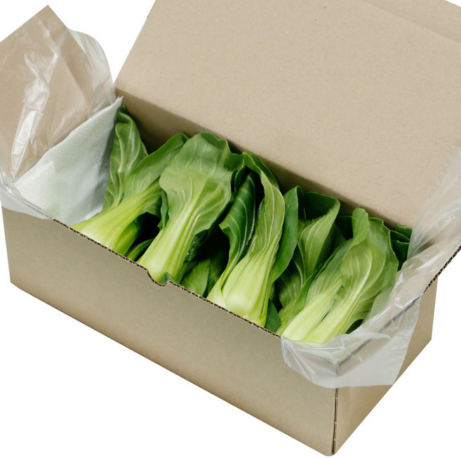 국내산 청경채 특품 당일수확 당일경매, 1개, 500g