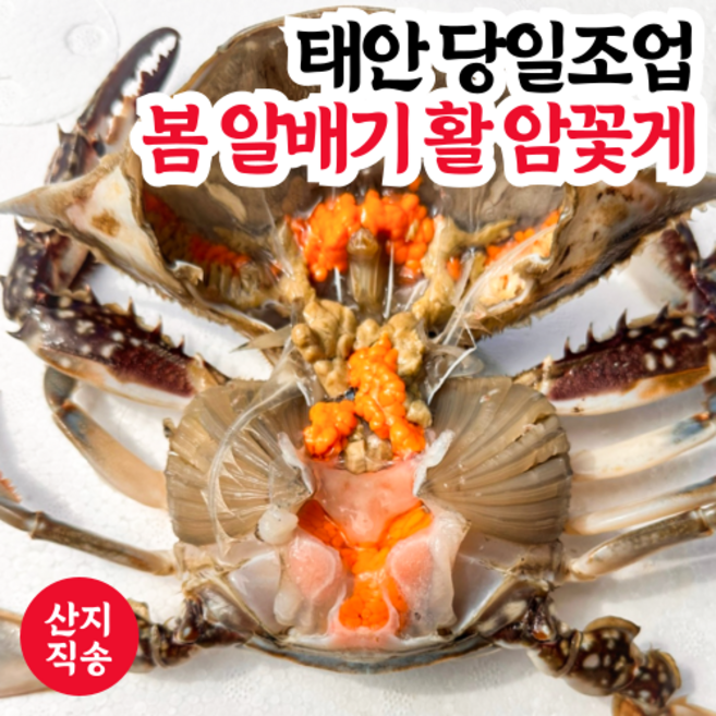 [당일조업] 선별 서해안 태안 봄 알배기 생물 활 암꽃게, 1개, 1kg (4~5미)