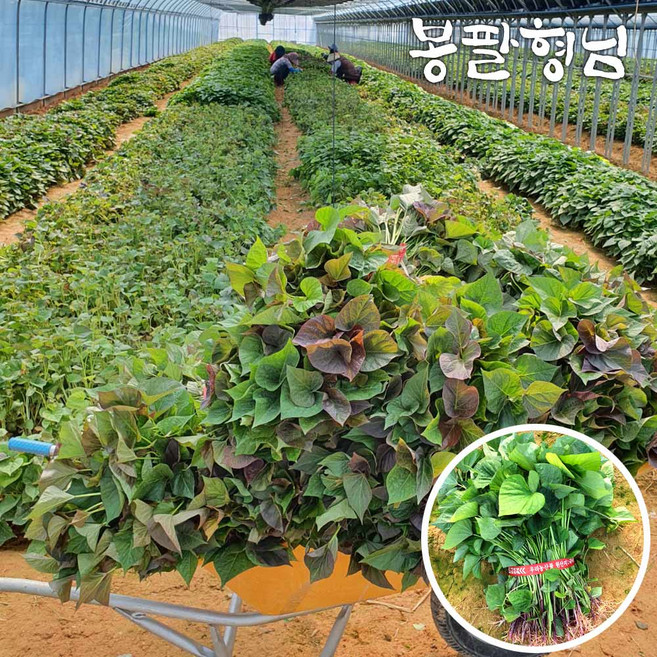 2026 [봉팔형님] 호풍미 호박 고구마 모종, 1개, 10kg