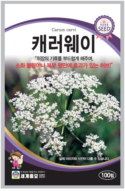 세계종묘 산들마켓 캐러웨이 씨앗 100립 캐러웨이씨 허브 종자, 1개
