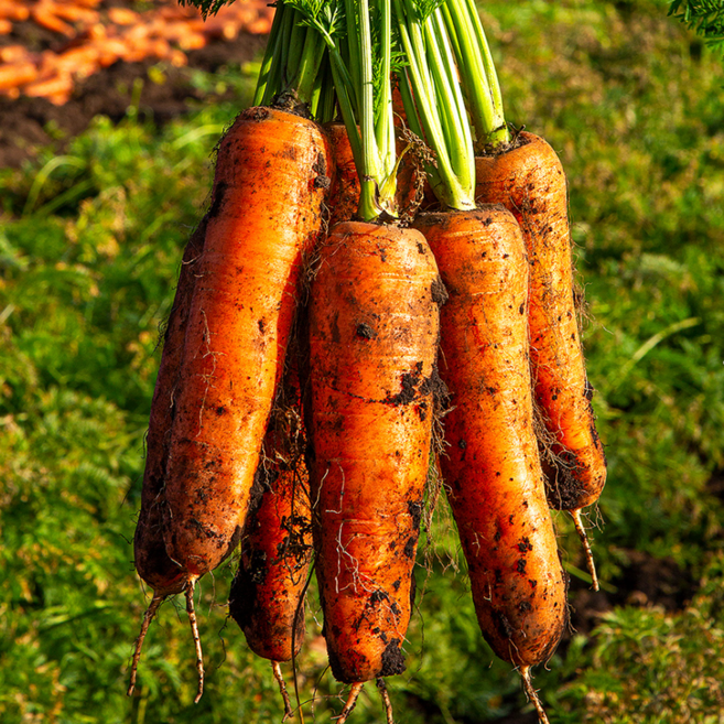 당일수확 제주의 신선함가득 구좌당근, 1박스, 3kg(상)