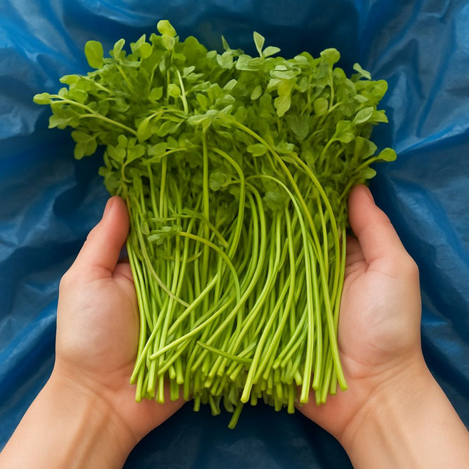 국내산 미나리 1단(700g~800g), 1kg, 1개