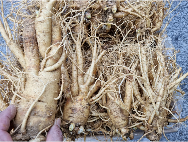 실속형 풍기인삼 6년근 1002g 4-5뿌리이하 왕특대굵기(황난수삼) 무료세척인삼 현대만석인삼사, 1개, 1.002kg