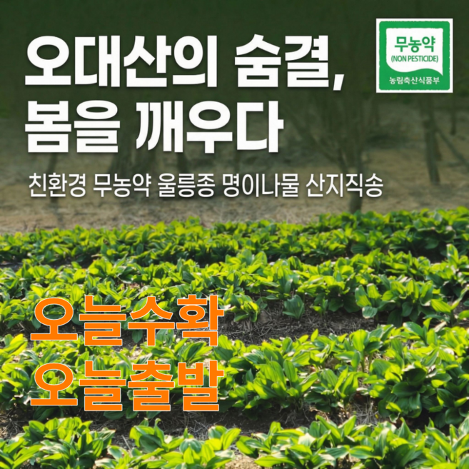 2026 강릉 오대산 부연동마을 생 명이나물 산마늘 최상품 친환경 무농약농산물 인증, 줄기포함 잎명이 4kg, 1개