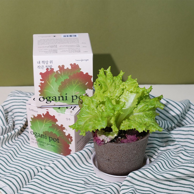 자연으로 돌아가는 오가니팟 (5종 택1), 상추