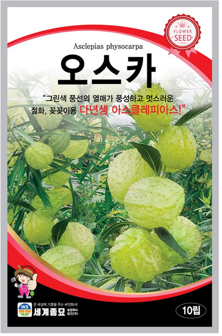 솔림텃밭몰 오스카씨앗 10립 다년생 아스클레피아스 꽃씨앗 종자, 1개