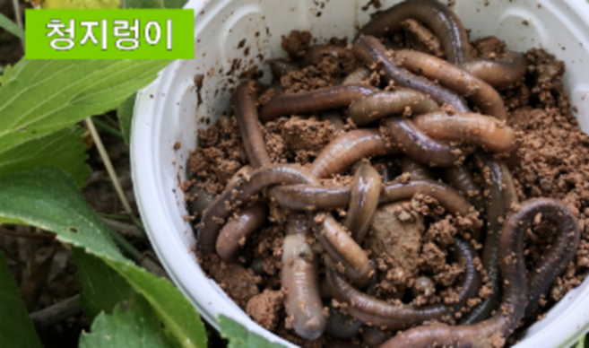 청지렁이 대량 (75마리20000원) (110마리30000원) 바다지렁이 낚시미끼 파란낚시, 청지렁이/30000원상품(110마리)