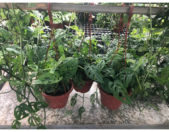 花花世界 洞洞蔓綠絨 (窗孔龜背芋) 5吋吊盆/高10-15cm