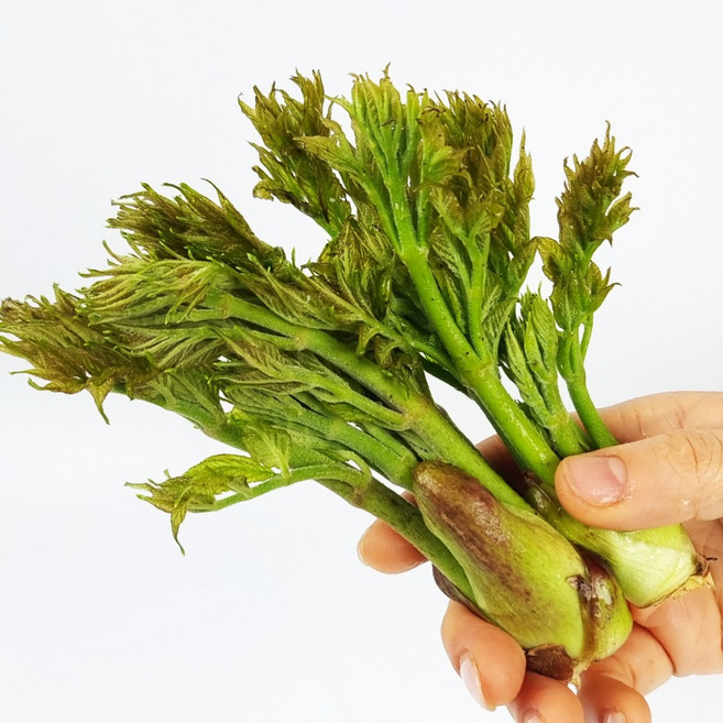 햇살농원 정선 고냉지 자연산 생 참두릅 산두릅 당일수확 산지직송, 1개, 고냉지 생 참두릅 500g