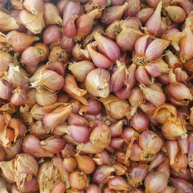 [ 할인특가 ] 못난이 국내산 쪽파종구 1kg 제주도 쪽파씨앗 쪽파종구 쪽파종자 쪽파 키우기, 국내산 쪽파씨앗 1kg, 1개