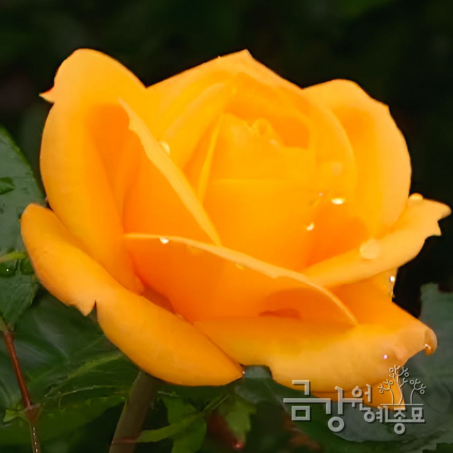 사계명품땅장미 Y2 골든하트 장미묘목, 1개