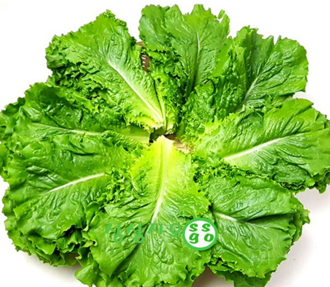 싱싱한 로메인4kg 웰빙채소 싱싱지오, 1개