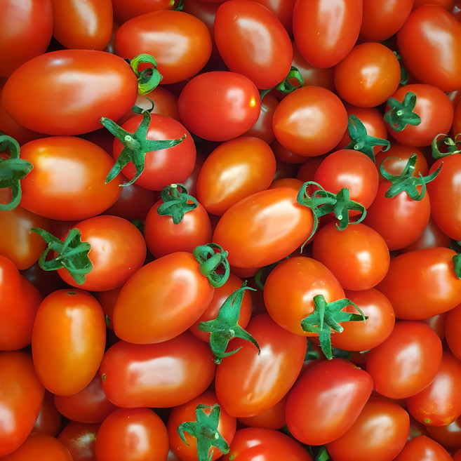 산정마을 대추 방울토마토, 2kg 대(1-2번과), 1박스