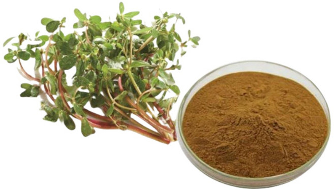 30배 농축 쇠비름 마치현 추출물, 1개, 200g