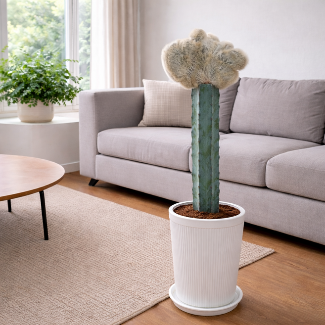 밍크 선인장, 1개