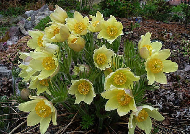 노랑할미꽃 모종 노지월동 추위에강한식물 10cm포트묘 고급종 케이야생화, 2개