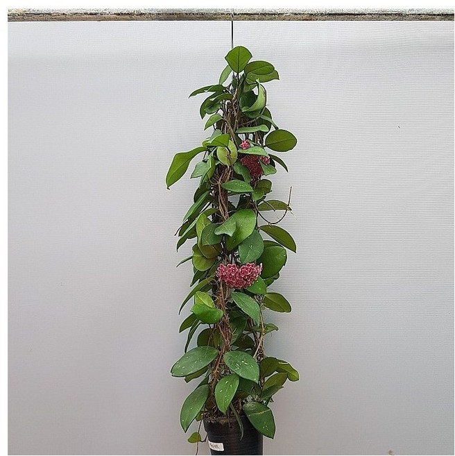 [어썸플라워] 호야 카노사 걸이분 색상랜덤 (시기에 따라 꽃대가 없을수 있습니다), 1개