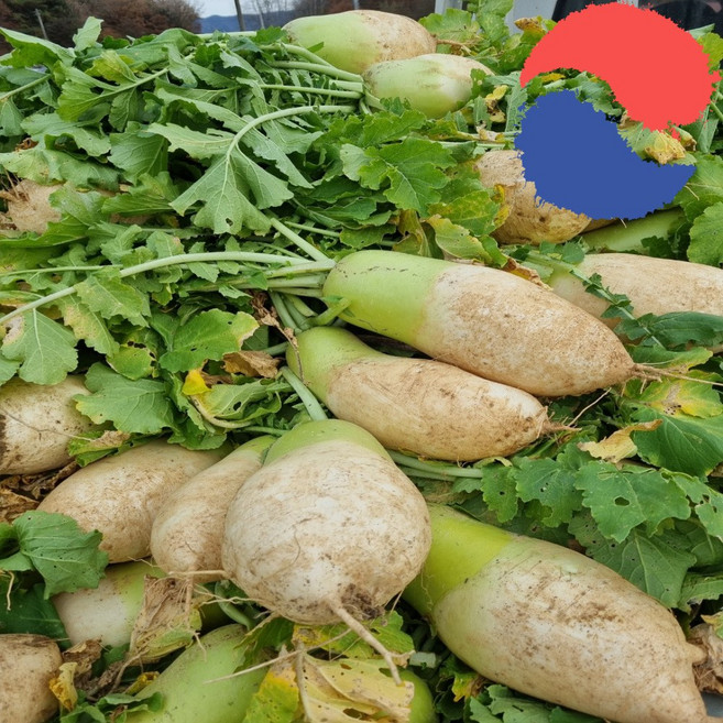 26년 김장무 국내산 강원도 고랭지 햇무 다발무 김장김치 업소용 식당용 10kg 16kg, 고랭지 다발무 10kg(6-8개 내외)