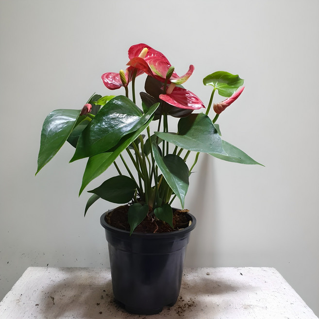 안스리움 레드 특가대박, 1개