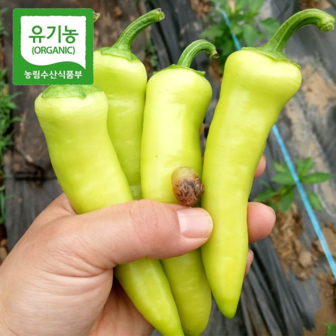 [프리미엄 유기농 인정 고추] 강원도 홍천 농약 1도 안들어간 유기농 고추 당조고추 아삭이 고추 청양고추 롱그린고추, 1개, 프리미엄 롱그린고추 2kg특상