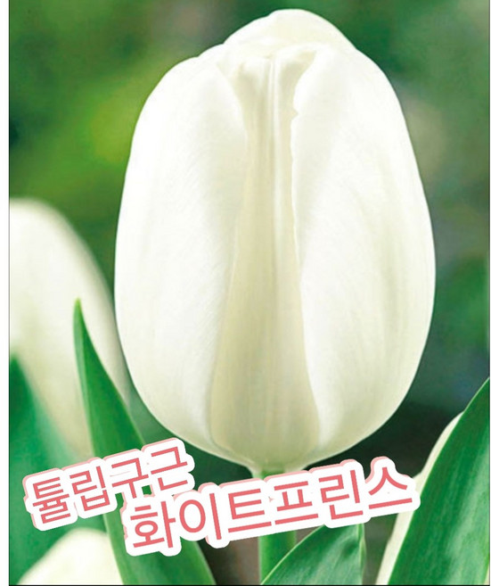 화이트프린스 튤립구근 5개묶음