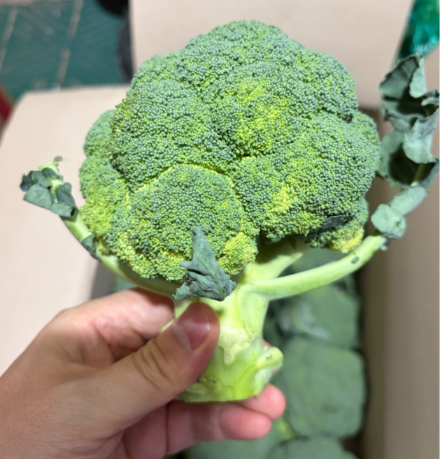 은혜상회 국내산 브로콜리 1박스 국산, 1개, 1kg