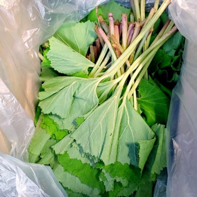 국내산 햇 머위 잎 나물, 1개, 1kg