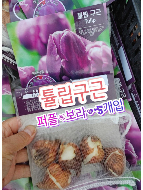 퍼플플래그 튤립구근 프리미엄 5개입/꽃말은 애정 배려 영원한사랑의고백, 5개
