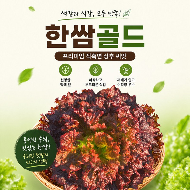 국내육종상추씨앗 한쌈골드 적상추 아삭한식감 100립, 1개