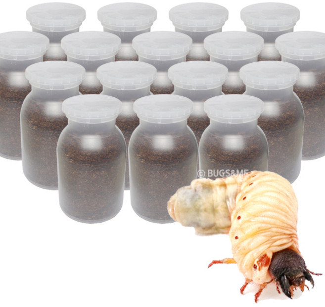 벅스앤미 장수풍뎅이 애벌레 16마리 ( 단체선물 할인상품 )