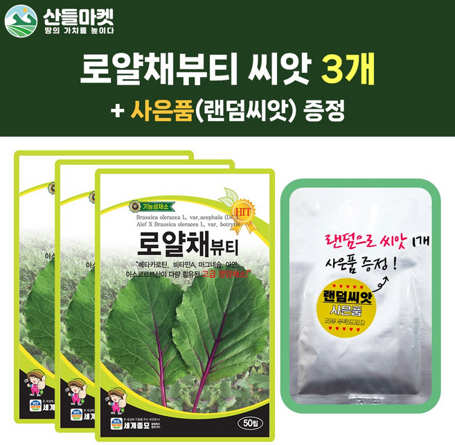 산들마켓 로얄채뷰티 씨앗 50립 케일 적색 꽃양배추 교배종 케일씨 3개+랜덤 씨앗 1개 증정