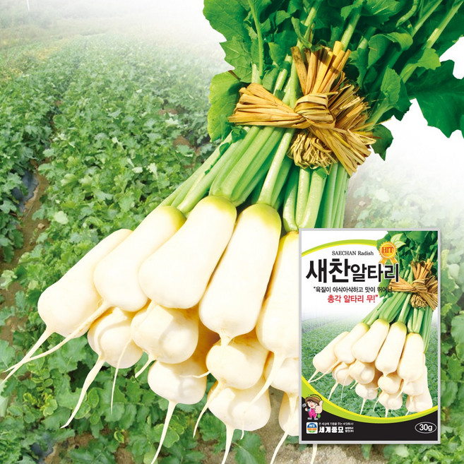 새찬알타리 30g / 알타리 씨앗 종자 텃밭키우기 채소키우기, 2개