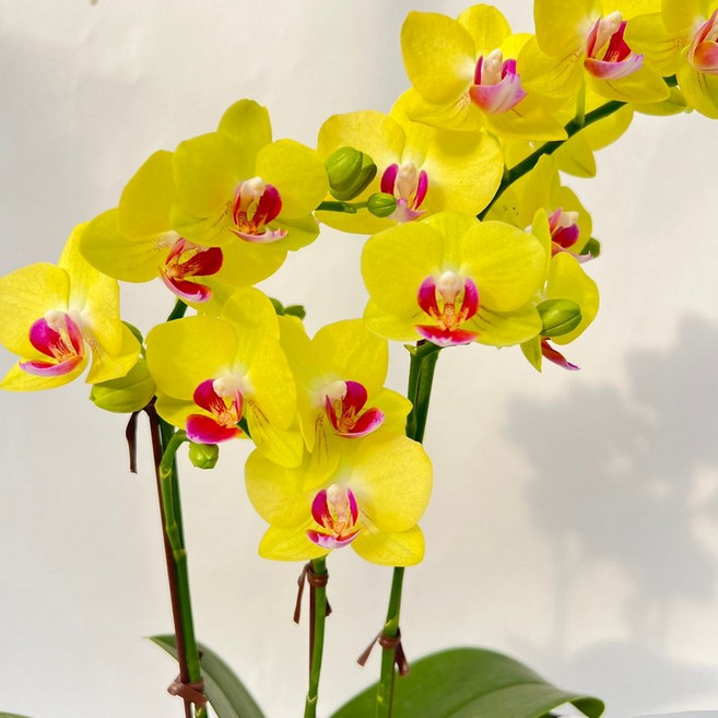 미니옐로우 호접란 쌍대 노란꽃 서양란 꽃 무배 (바크증정) 다이노플라워, 1개