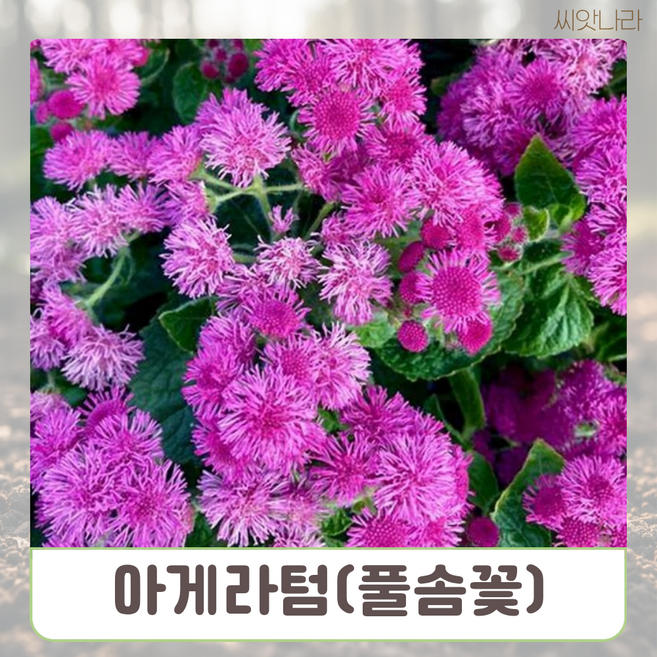 아게라텀 혼합 씨앗 15립 꽃씨 나라 야생화 희귀 pur+169Oa