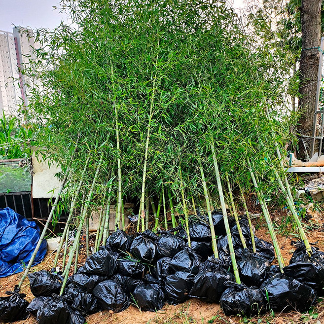순희농장 대나무 20개 청죽(청대나무) 분다리 묘목 2~3m 용달차 배송