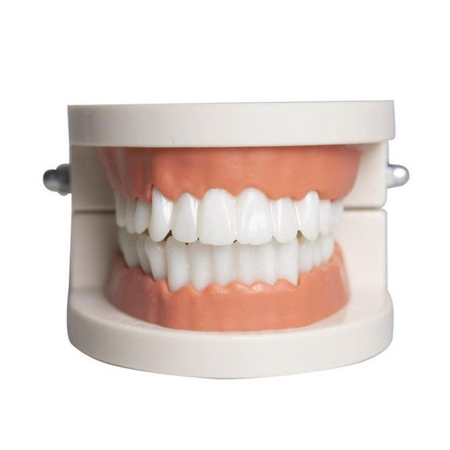 까마느 치아 모형 실습 모델 조형물, 1개