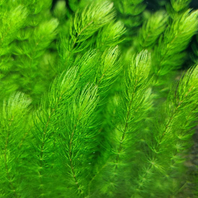 [수초인] 붕어마름 25줄기 던저놔도 잘 자라는 달팽이 없는 구피어항꾸미기 쉬운 초보자수초, 1개