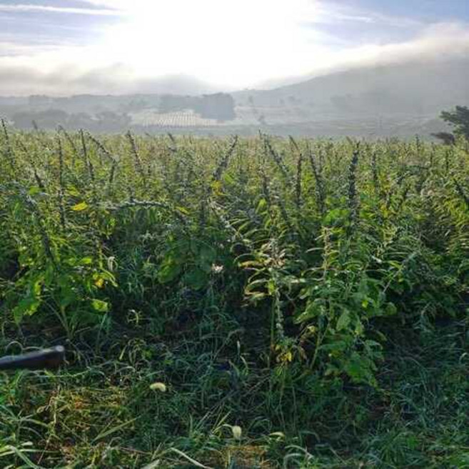 [백제식품] 직접 농사 지은 국산 100% 참깨(생참깨), 1개, 2kg