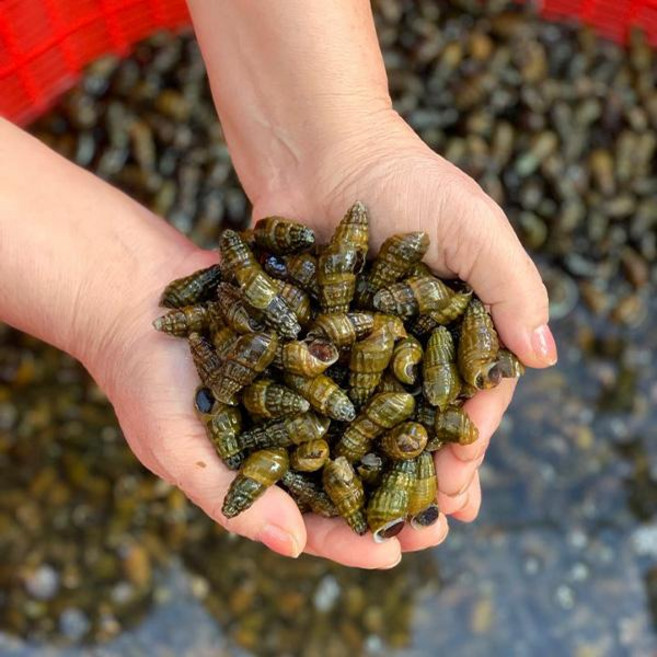 정옥 국내산 생다슬기1kg, 1개