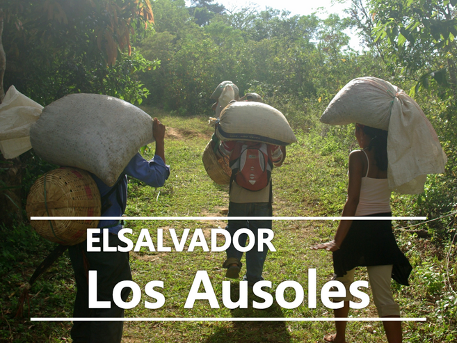 어라운드트레이딩 엘살바도르 SHG 생두, 1개, 1kg