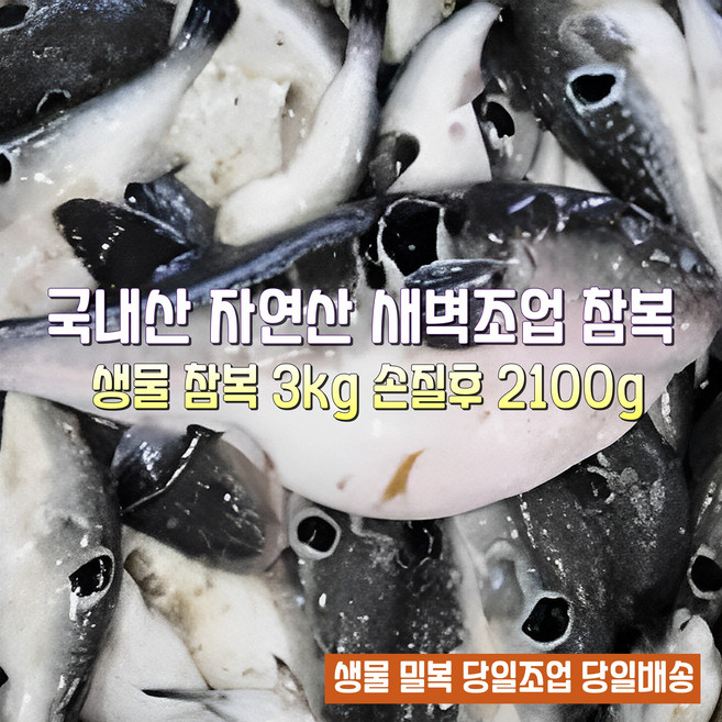 [산지직송] 국내산 자연산 새벽조업 당일손질 동해 고성. 속초 생물참복어 생물밀복어 생물까치복어 선물용 가정용, 1박스, 생물참복어 3kg 손질후 생물참복어 2.1kg 내외