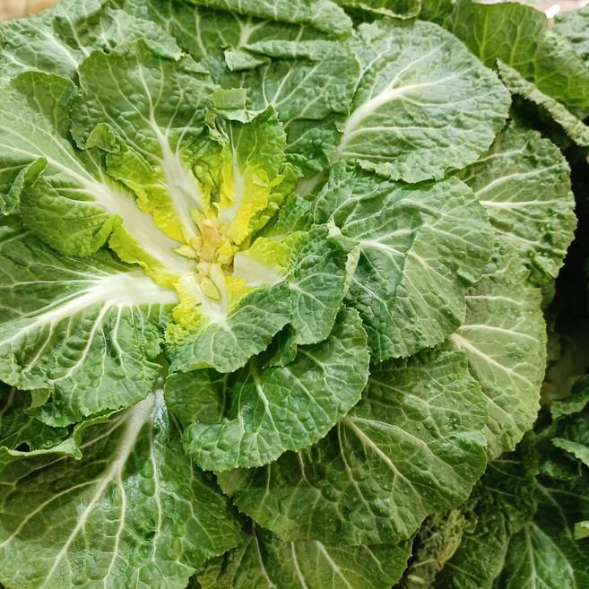 국내산 봄동 특품 당일수확, 5kg, 1세트