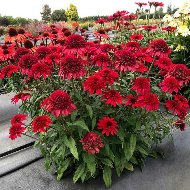 에키나시아 (써니데이즈루비) 에키네시아 노지월동 야생화 모종 (12cm포트 두개묶음 KJ2002