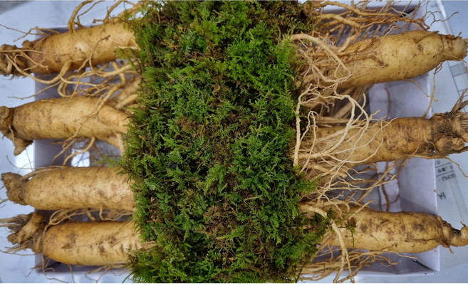 (실속형 선물포장) A급 풍기인삼 굵은600g(7뿌리이하) 정품 6년근 현대만석인삼사, 4세트, 1L