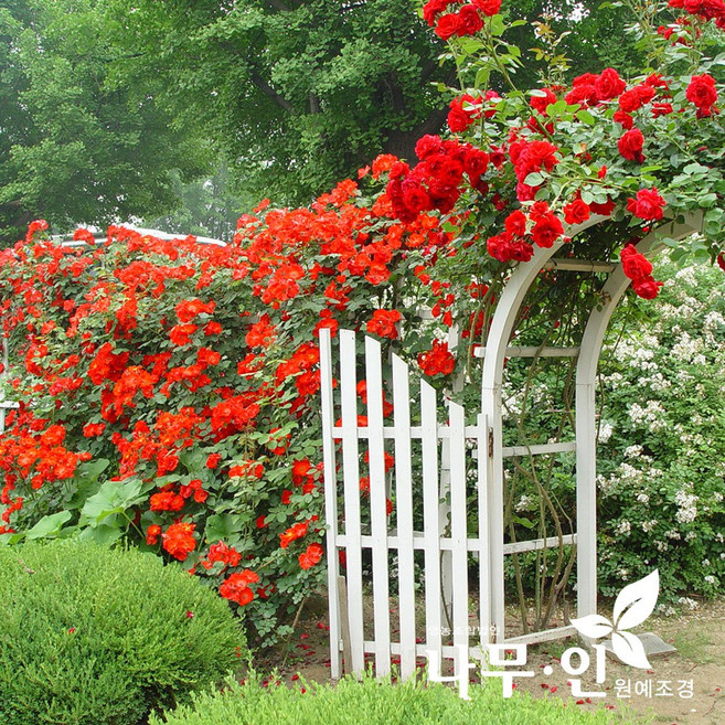 [나무인] 사계줄장미5개 덩굴장미 빨강색 개화주 무배, 1세트, 5개