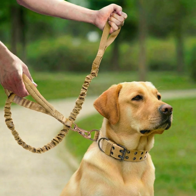더트롱 대형견 중형견 벨트 목줄 리드줄 세트, 베이지, 1세트