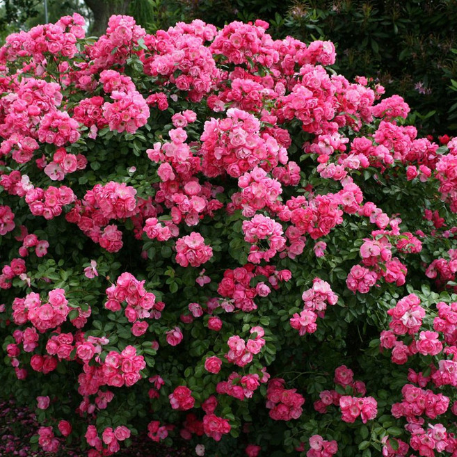 사계장미 줄장미 안젤라 개화주 장미 나무 묘목 포트묘 5주 묶음, 1개, 안젤라 망포트 5주 묶음