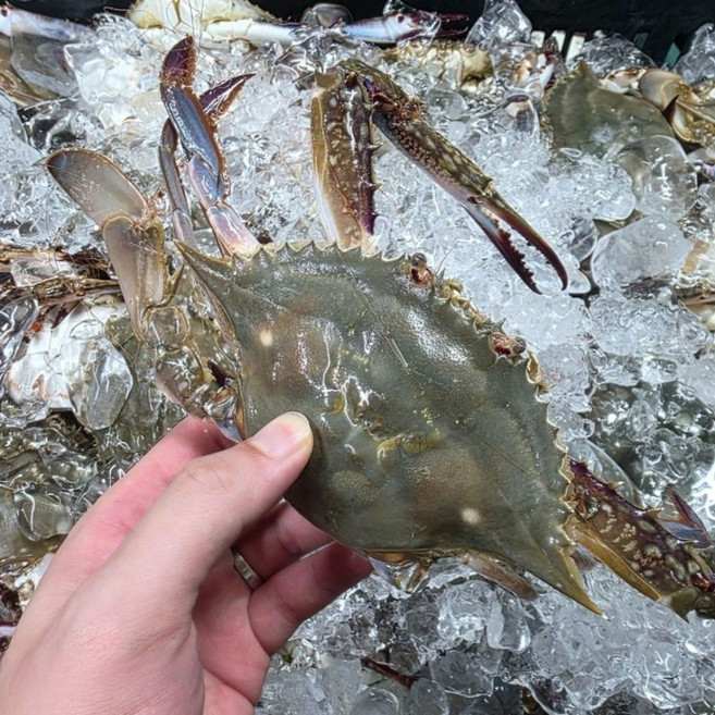 [당일조업] 국내산 빙장 활 꽃게, 1개, 1kg(3-5미)