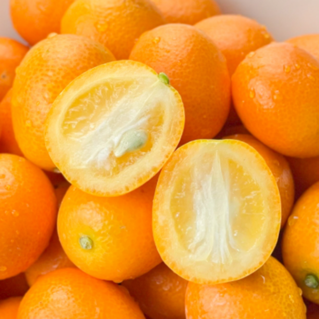 제주 금귤 낑깡 특 1kg 1개